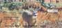  With bucks and deer, these checks are great for wildlife enthusiasts and deer hunters alike.