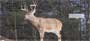  With bucks and deer, these checks are great for wildlife enthusiasts and deer hunters alike.