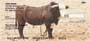 wildest rides on earth:  angry bulls with someone on their backs.