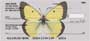 n they own collections.  A great check for bug collectors and butterfly lovers.