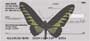 n they own collections.  A great check for bug collectors and butterfly lovers.