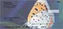 utterflies in Nature brings a new set of rotating images of these gorgeous butterflies as they travel about the world, bringing smiles to all who see them.
