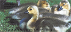 lings as they just begin to learn how to swim, fly, and walk (or should I say waddle).