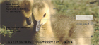 lings as they just begin to learn how to swim, fly, and walk (or should I say waddle).