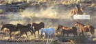 ard and free, and the cowboys wrangling them for a new ride.
