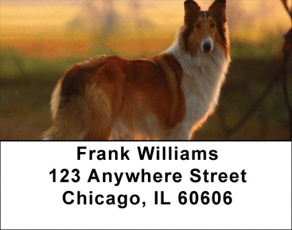 Collies Out and About Address Labels | LBDOG-76