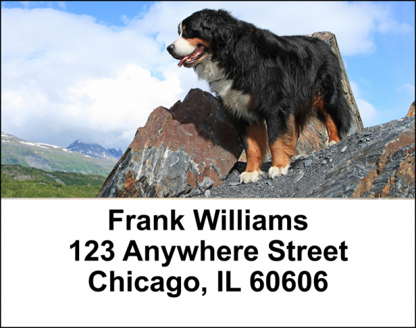 Bernese Mountain Dogs Address Labels | LBDOG-93